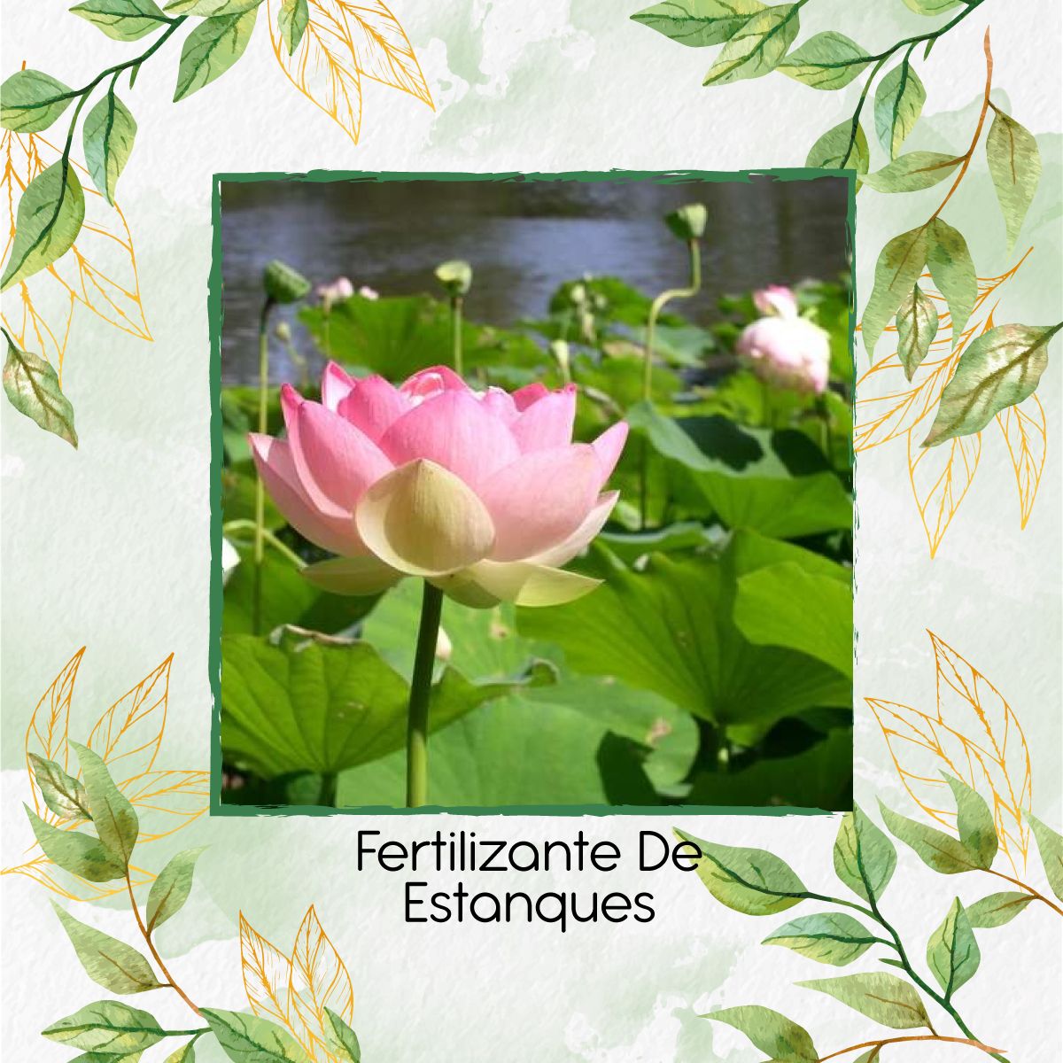 GENERICO - Fertilizante De Estanques X 30 Ml