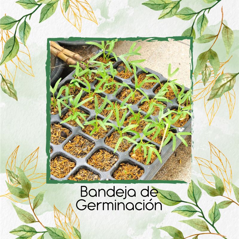 GENERICO - Bandeja de Germinación Profesional para Cultivo