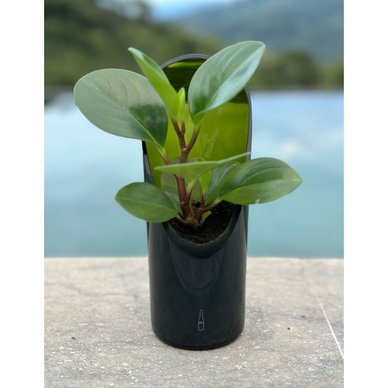 GENERICO - Matera Gles con planta - Fabricada a partir de botellas recuperadas