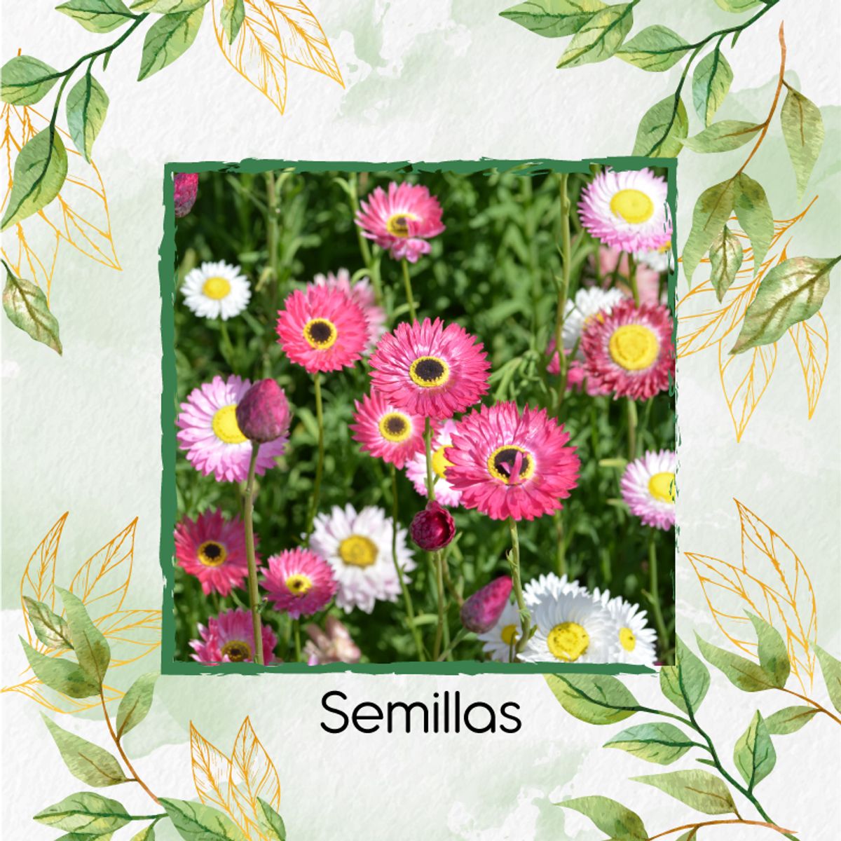 GENERICO - 100 Semillas De Flor Acrolinio Inmortal + Kit De Germinación