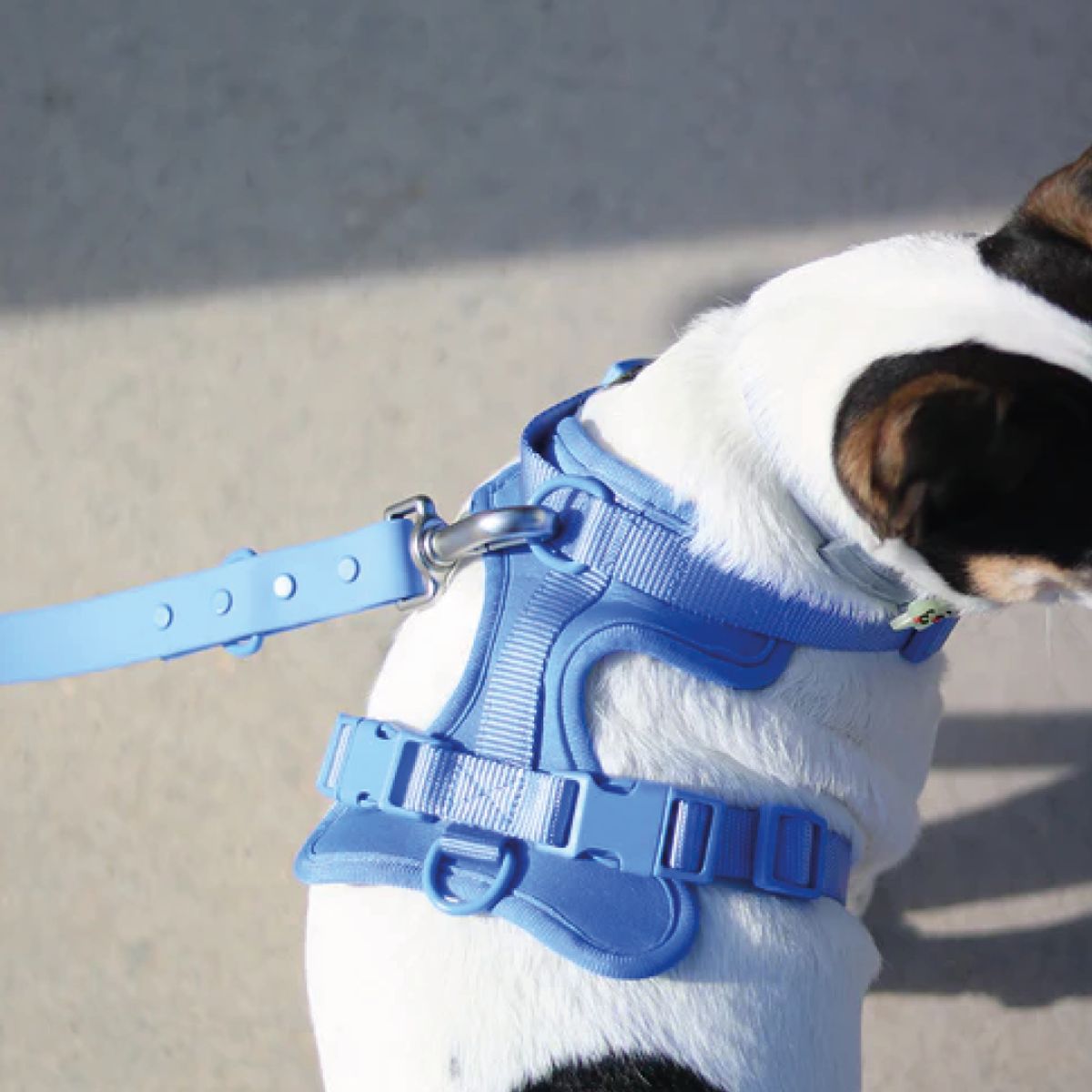 GENERICO - Arnes para mascotas Talla M Azul