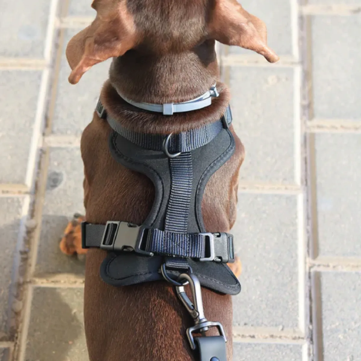 GENERICO - Arnes para mascotas Talla L negro