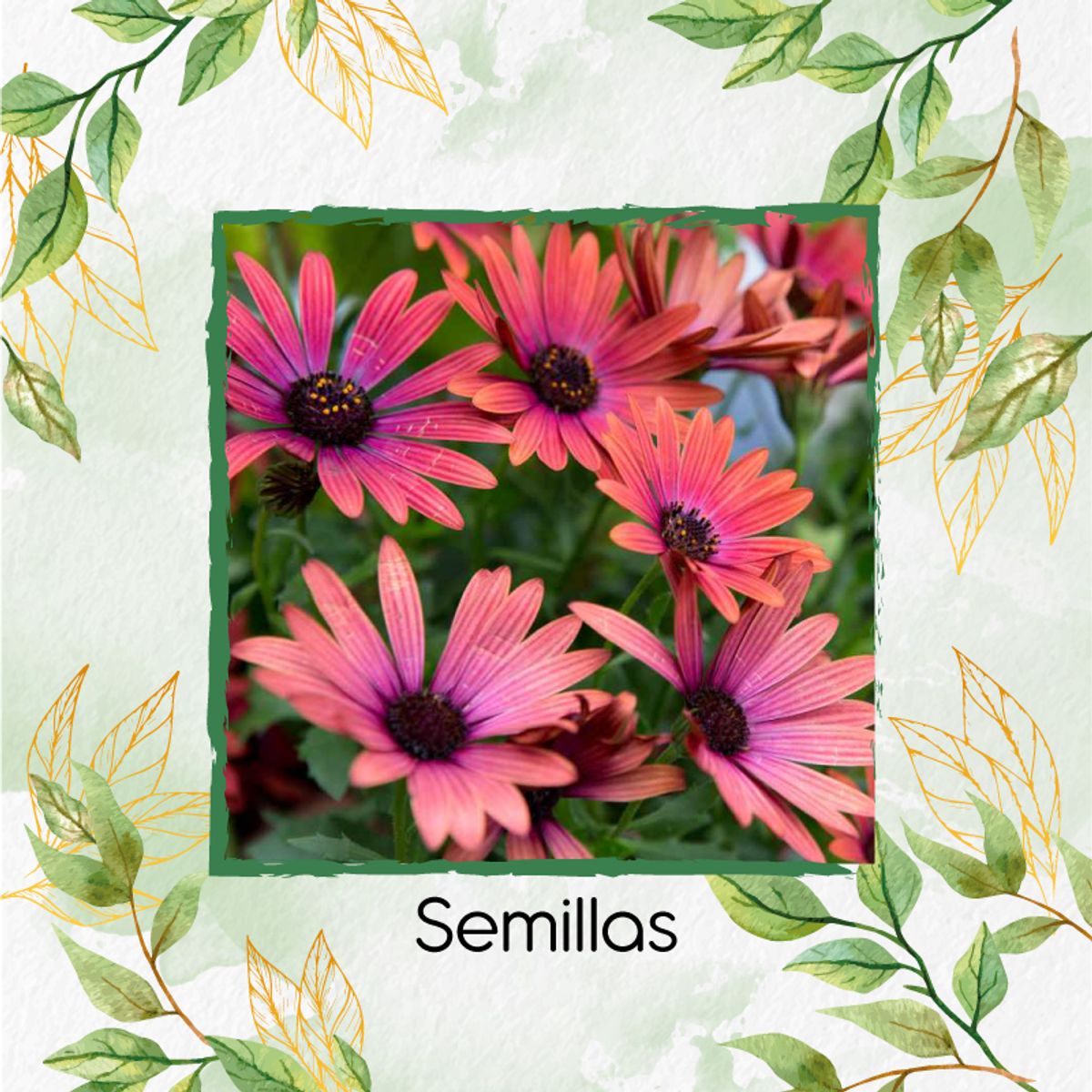 GENERICO - Turba Canadiense Especial Para Semillas De Flor Margarita Africana Mix
