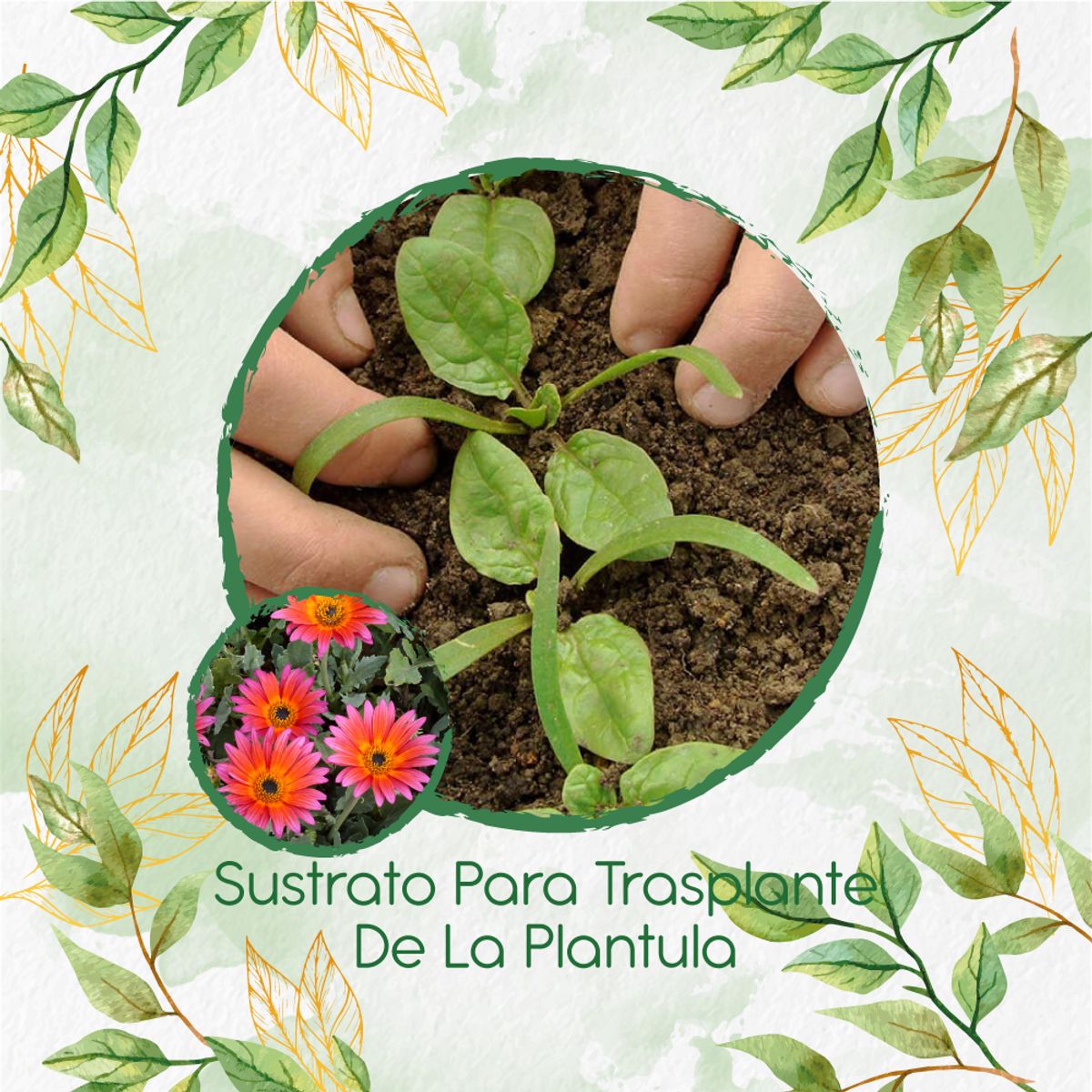 GENERICO - Sustrato Para Trasplante De Flor Margarita Africana Mix