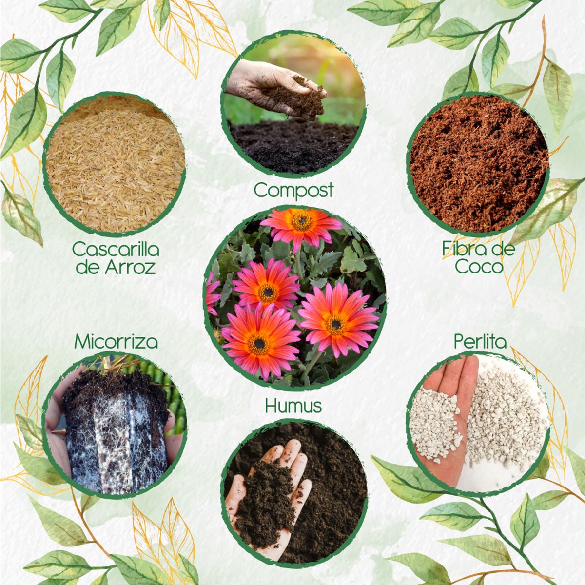 GENERICO - Kit De Acondicionadores De Suelos Para Flor Margarita Africana Mix