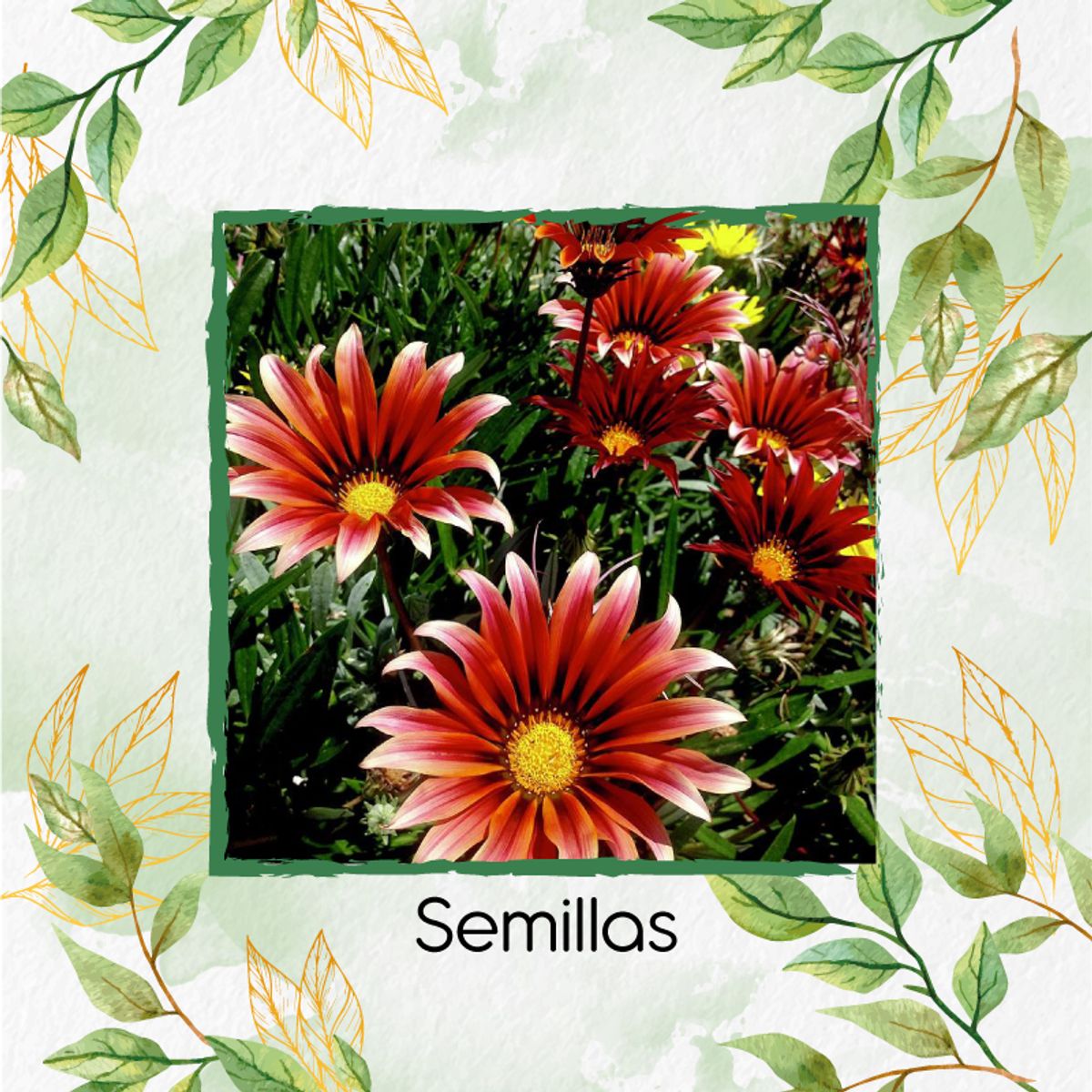 GENERICO - Kit De Acondicionadores De Suelos Para Flor Margarita Africana Mix