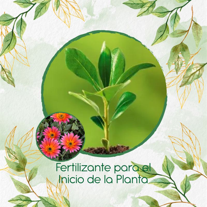 GENERICO - Fertilizante Para El Inicio De Flor Margarita Africana Mix
