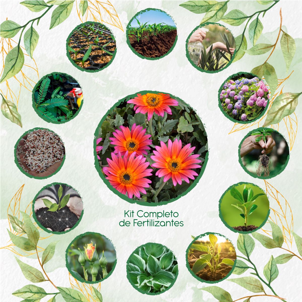 GENERICO - Kit Completo De Fertilizantes Para Flor Margarita Africana Mix
