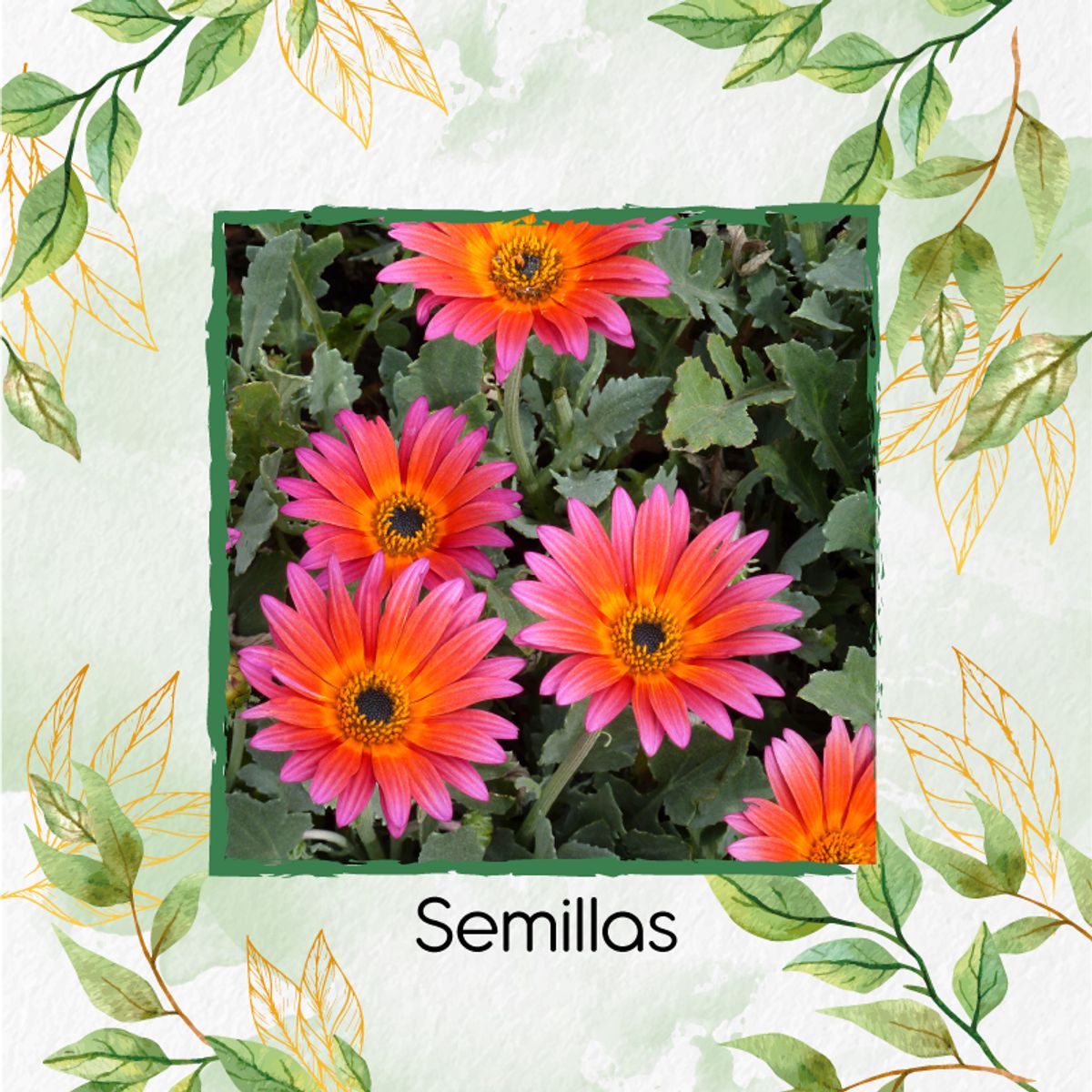 GENERICO - Kit Completo De Fertilizantes Para Flor Margarita Africana Mix