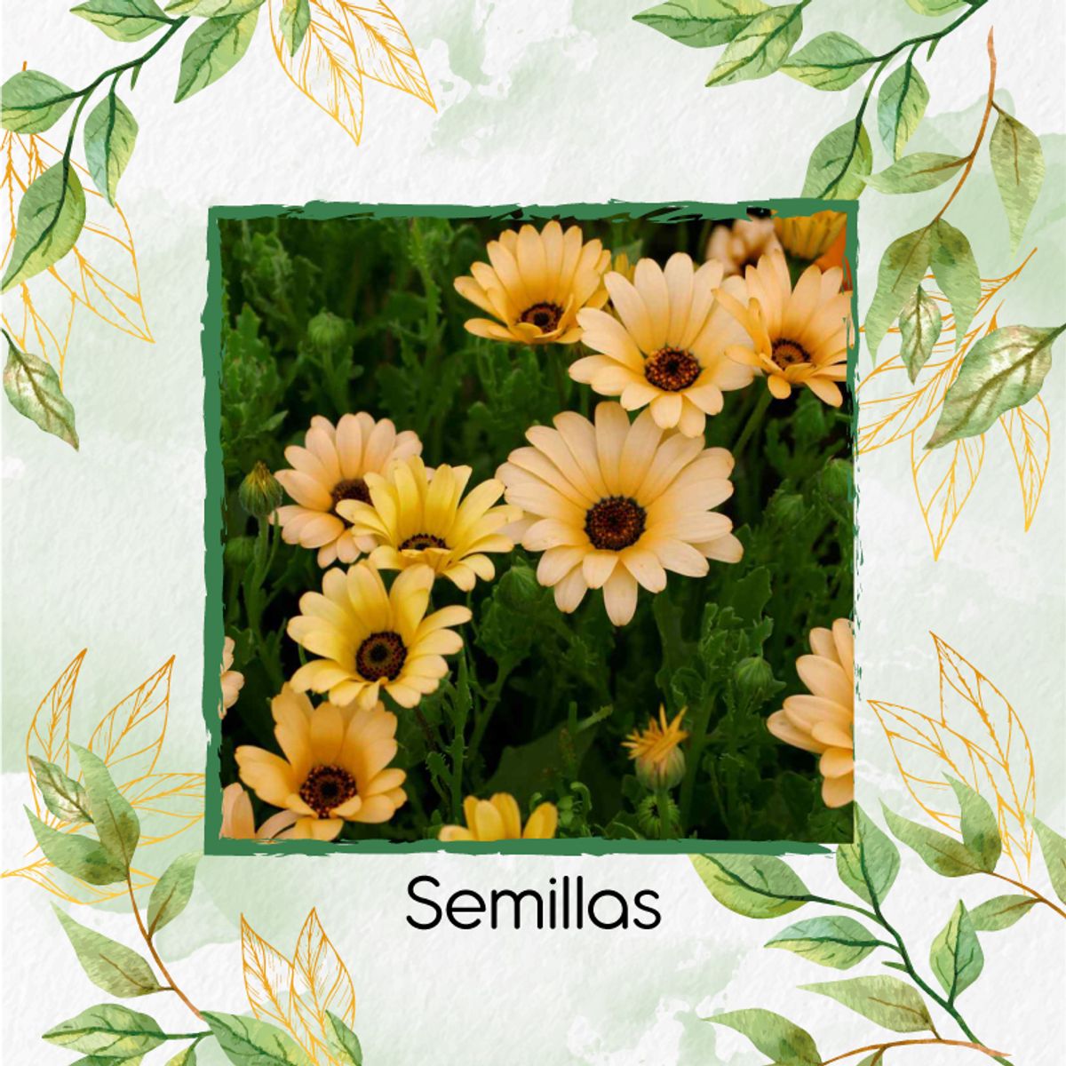 GENERICO - 18 Semillas De Flor Margarita Africana Mix + Kit De Germinación