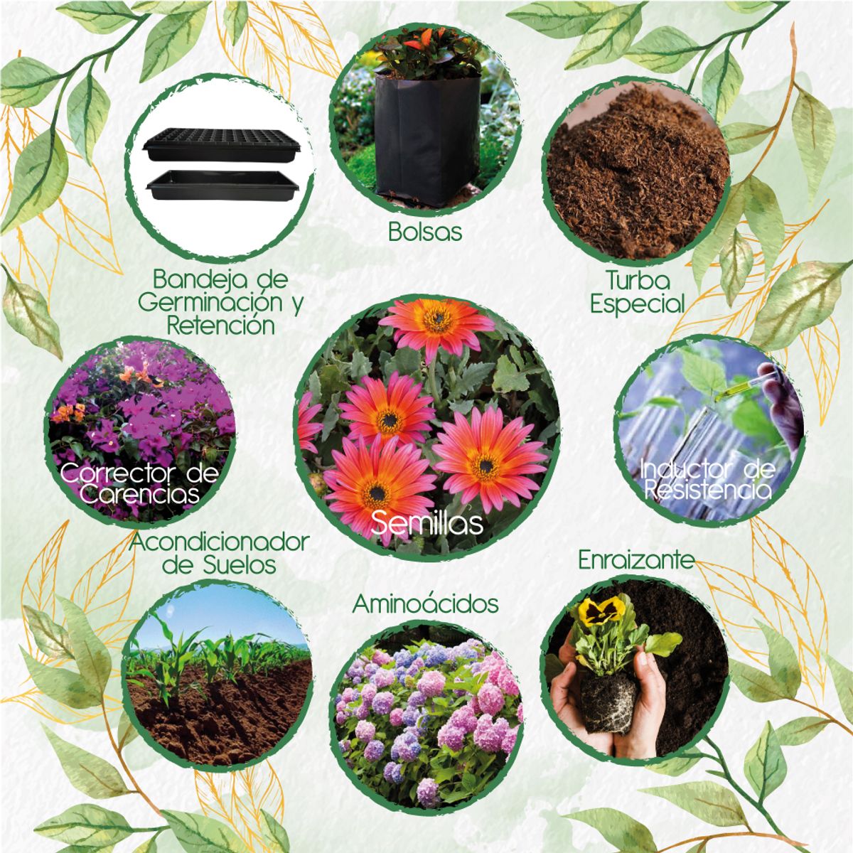 GENERICO - 70 Semillas De Flor Margarita Africana Mix + Kit De Producción