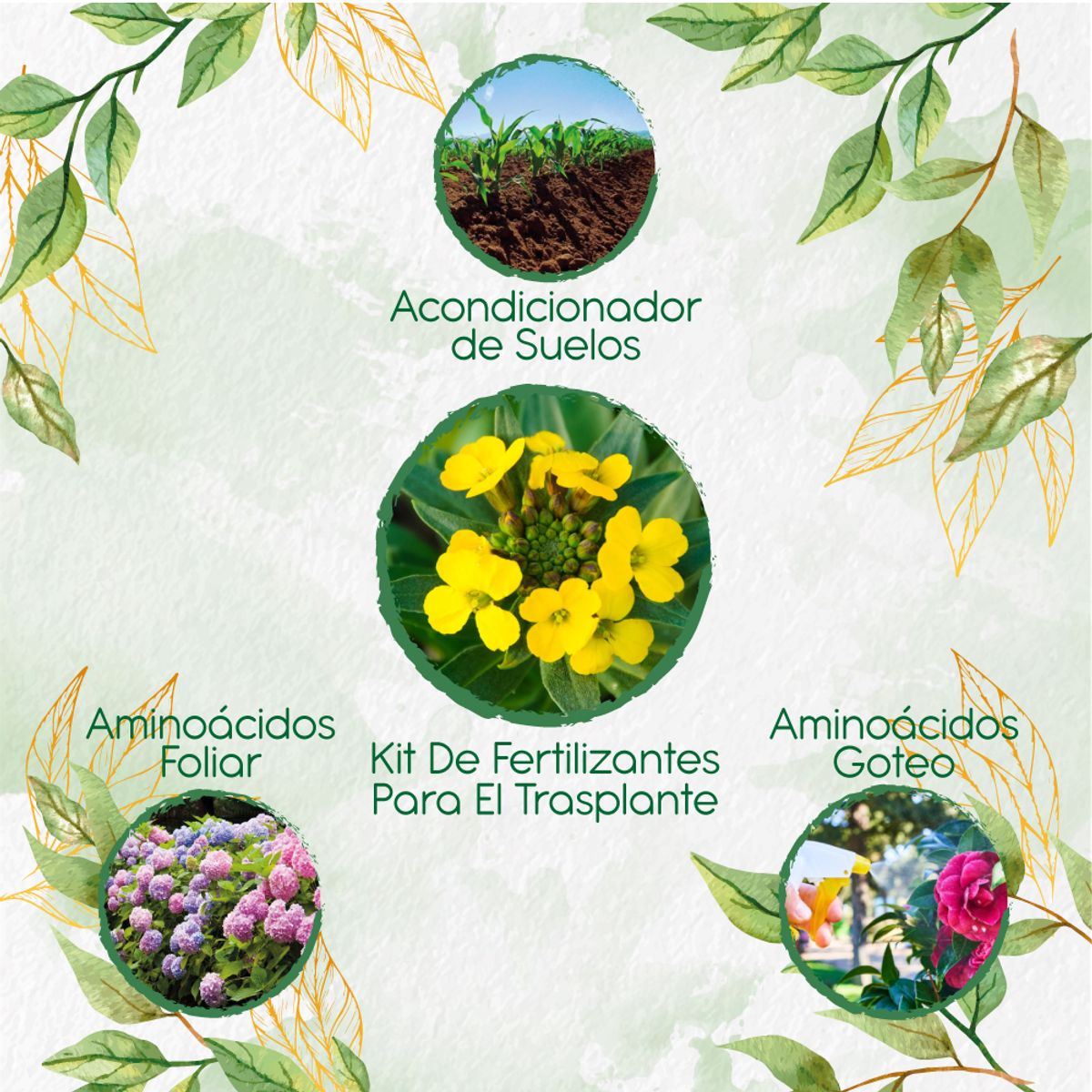 GENERICO - Kit De Fertilizantes Para El Trasplante De Flor Alheli Amarilla