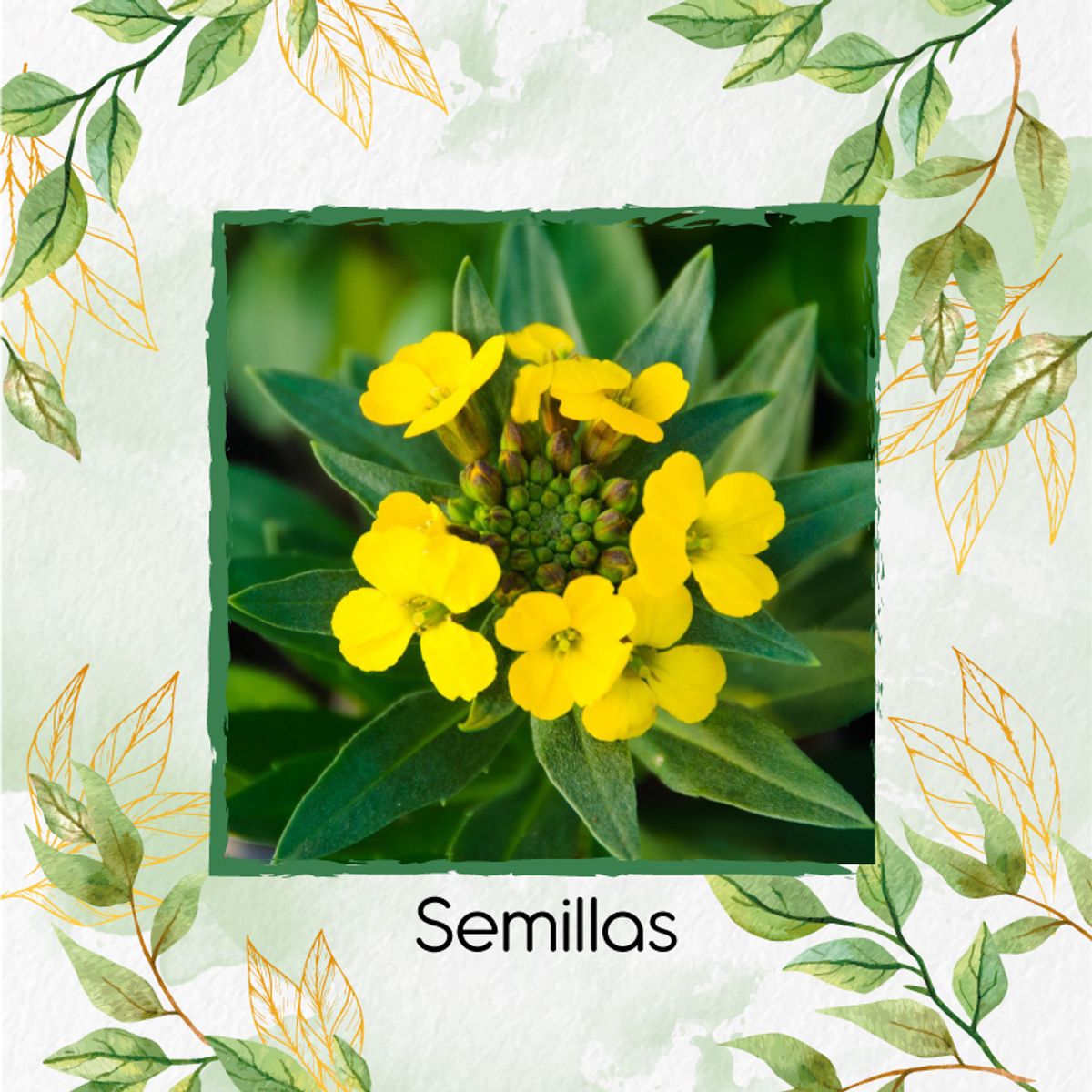 GENERICO - Kit Completo De Fertilizantes Para Flor Alheli Amarilla