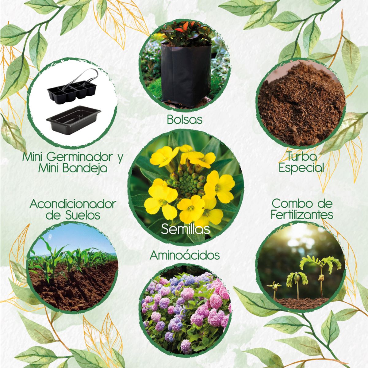 GENERICO - 100 Semillas Orgánicas De Flor Alheli Amarilla + Kit De Germinación