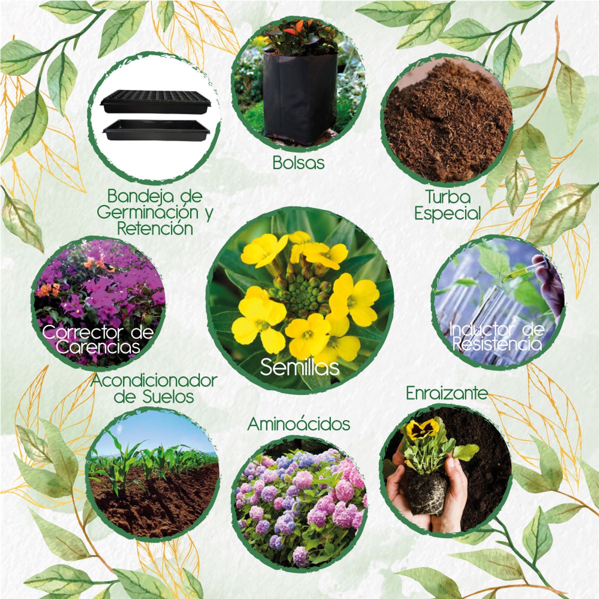 GENERICO - 400 Semillas Orgánicas De Flor Alheli Amarilla + Kit De Producción