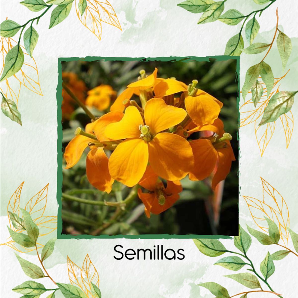 GENERICO - 400 Semillas Orgánicas De Flor Alheli Amarilla + Kit De Producción