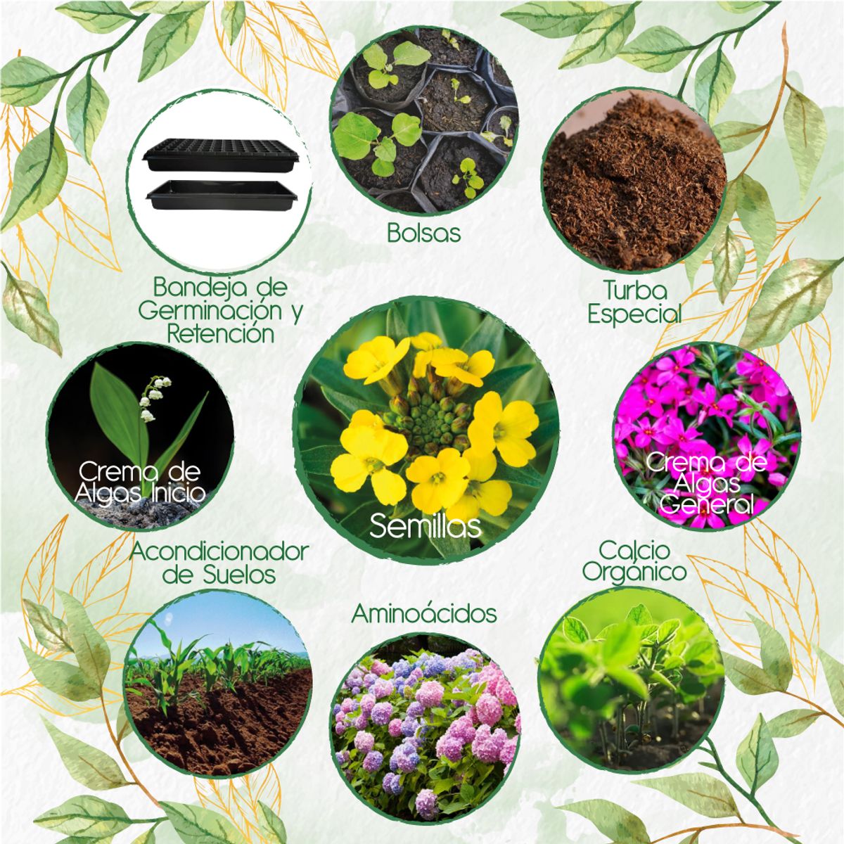 GENERICO - 200 Semillas Orgánicas De Flor Alheli Amarilla + Kit Orgánico