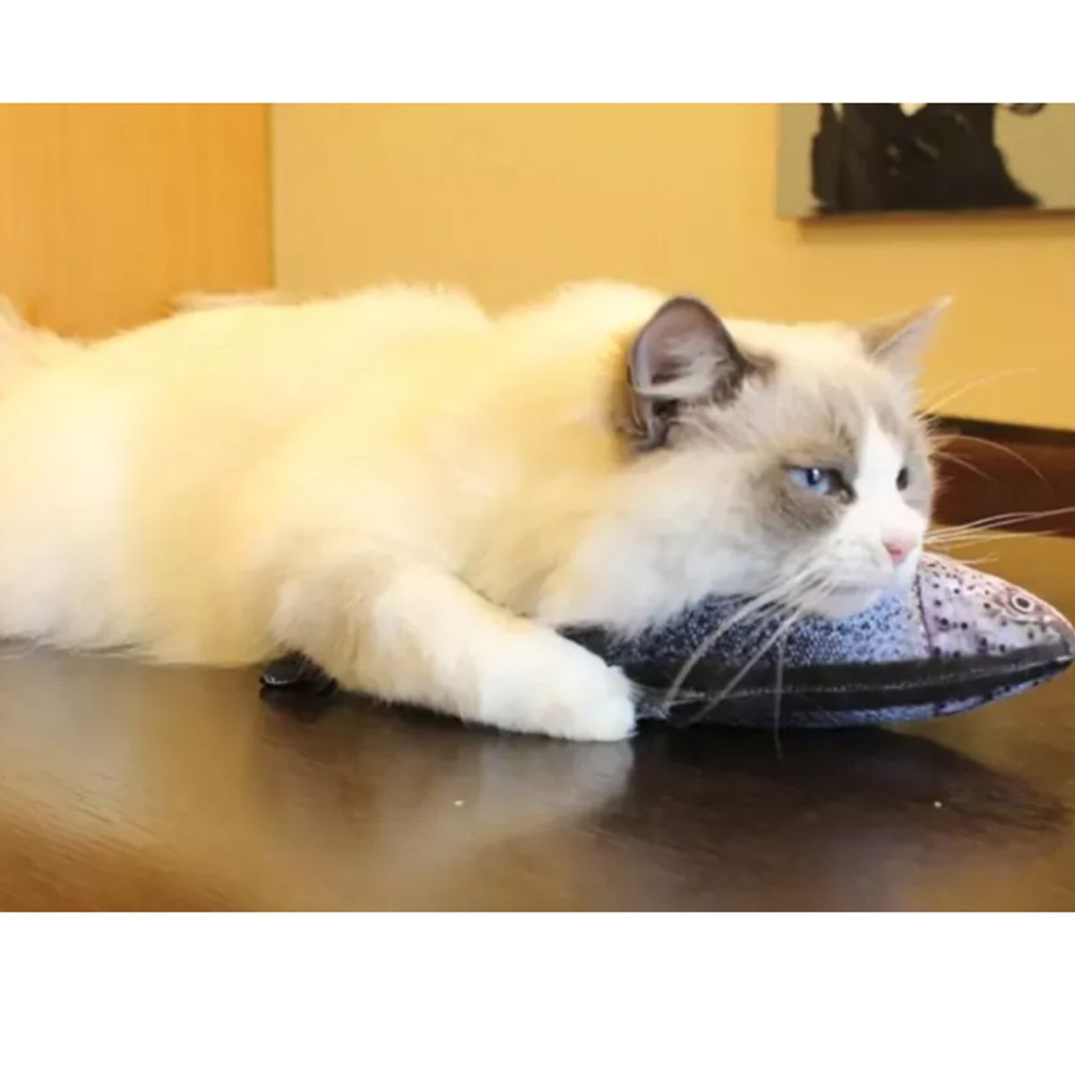 GENERICO - 3 Gafas De Gato+pescado peluche de Juguete