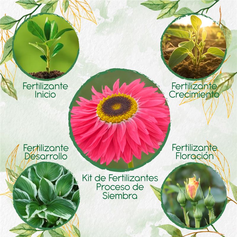 GENERICO - Kit De Fertilizantes Para La Siembra De Flor Acrolinio Inmortal