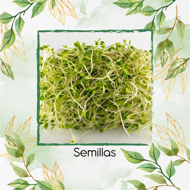 GENERICO - Semillas De Trébol Blanco Para Germinados X 1 Libra