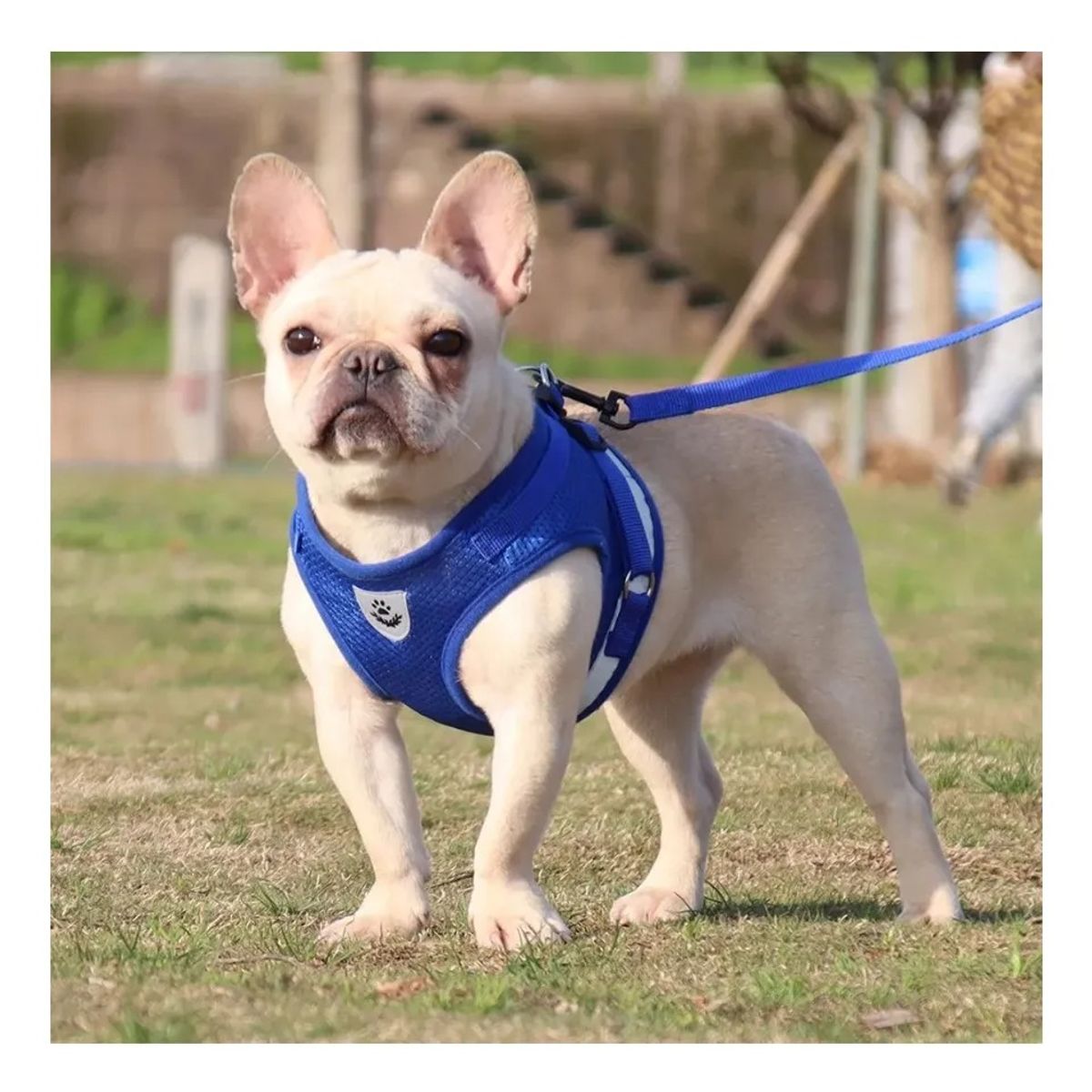 KIDSHOP - Correa De Pecho Mascotas Arnes Seguridad S Rojo