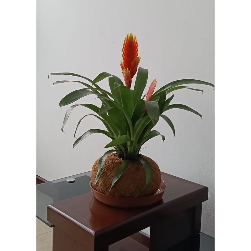 GENERICO - BROMELIA EN KOKEDAMA