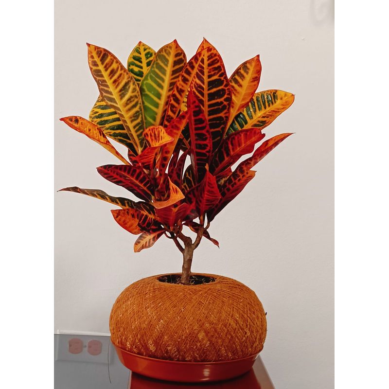 GENERICO - CROTO EN KOKEDAMA NATURAL
