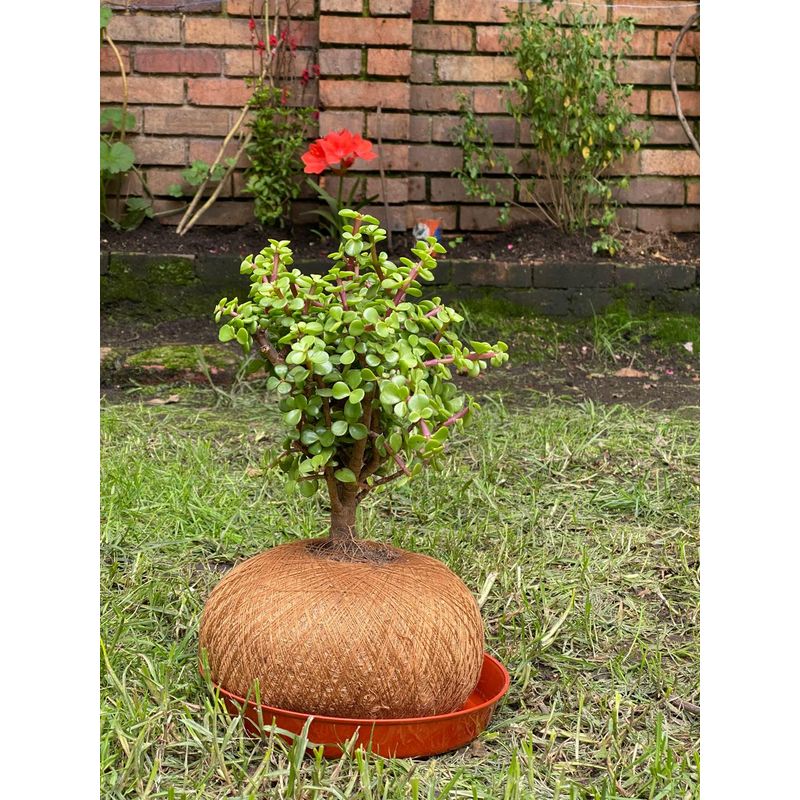 GENERICO - JADE HEMBRA EN KOKEDAMA
