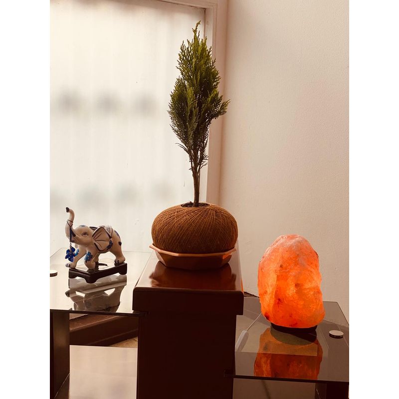 GENERICO - PINO EN KOKEDAMA NATURAL