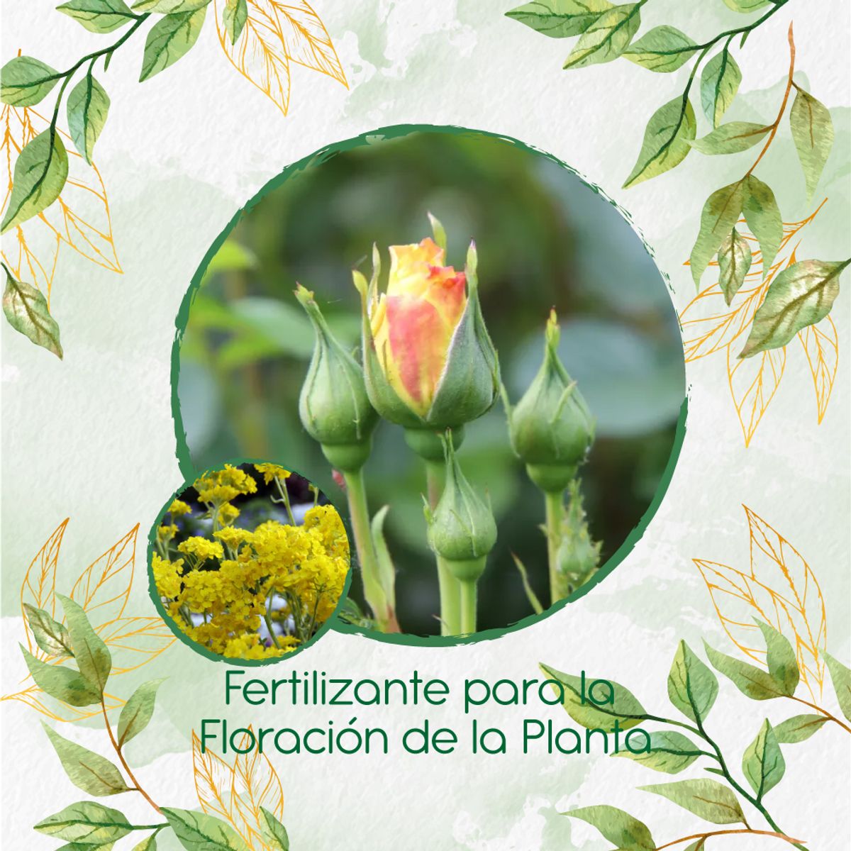 GENERICO - Fertilizante Para La Floración De Flor Aliso Amarillo