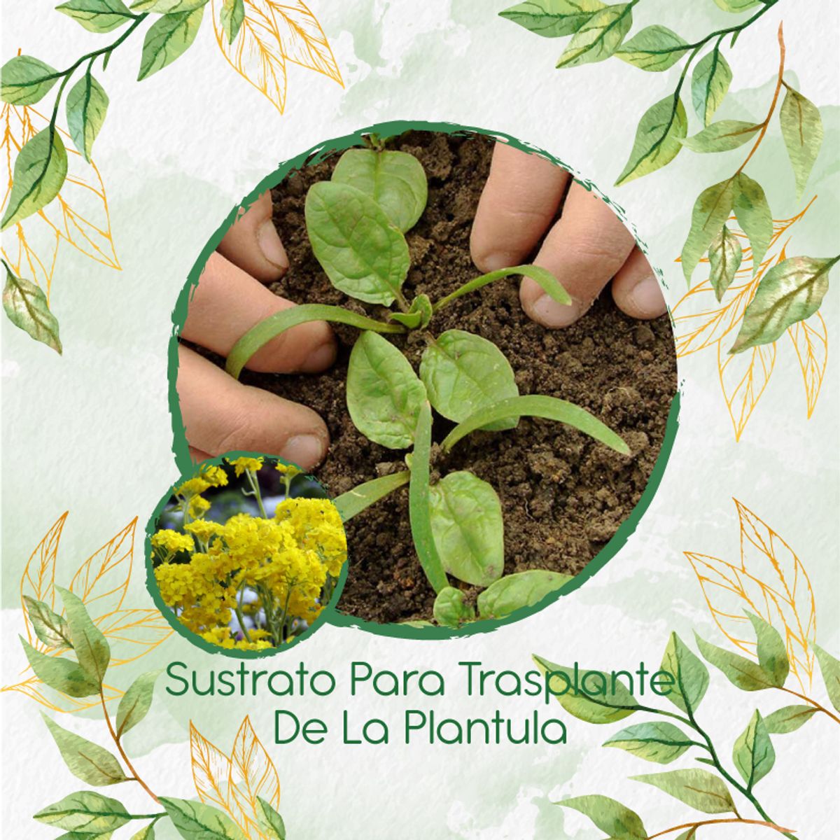 GENERICO - Sustrato Para Trasplante De Flor Aliso Amarillo