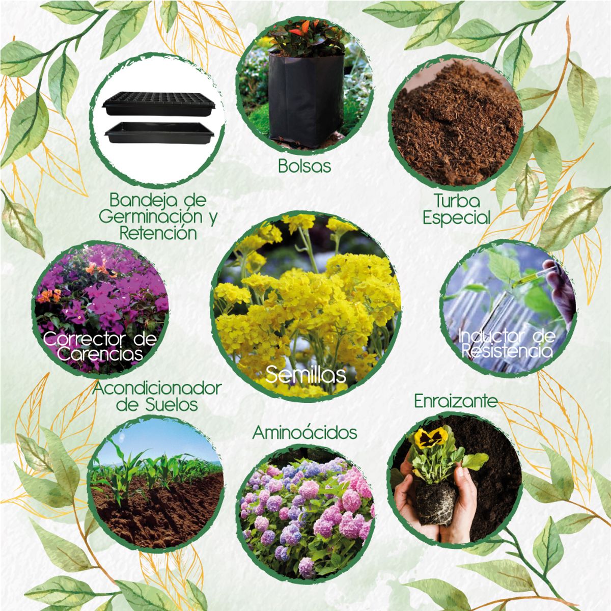 GENERICO - 200 Semillas De Flor Aliso Amarillo + Kit De Siembra