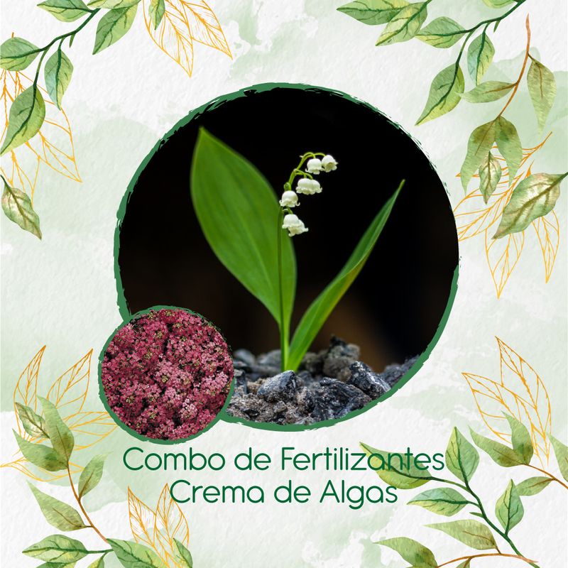 GENERICO - Combo De Fertilizantes Crema De Algas Para Flor Aliso Rosa