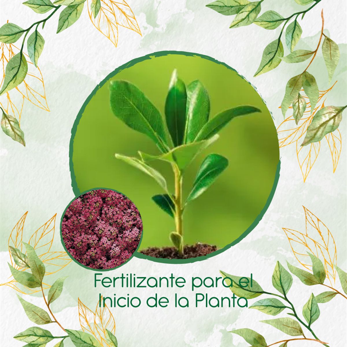 GENERICO - Fertilizante Para El Inicio De Flor Aliso Rosa