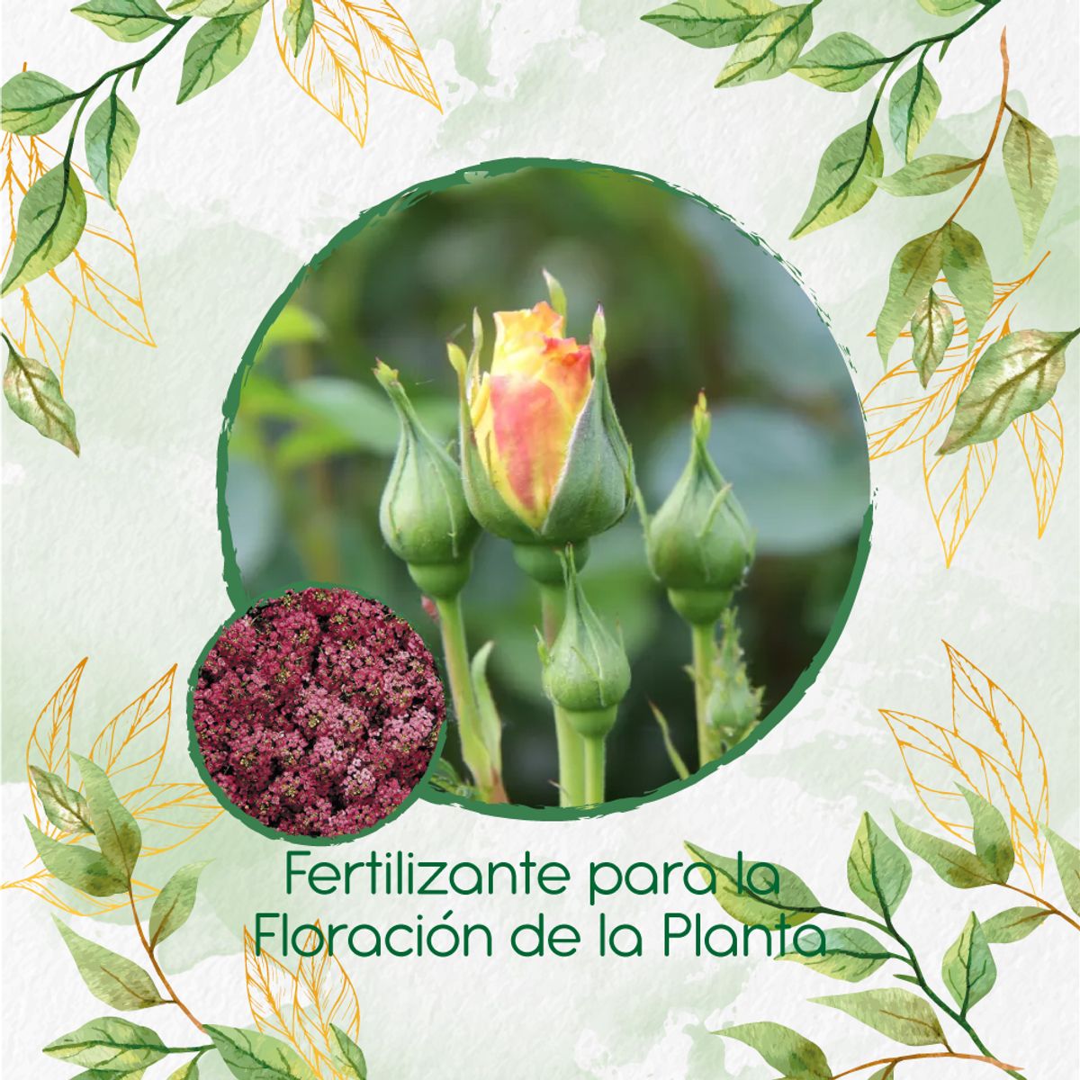 GENERICO - Fertilizante Para La Floración De Flor Aliso Rosa