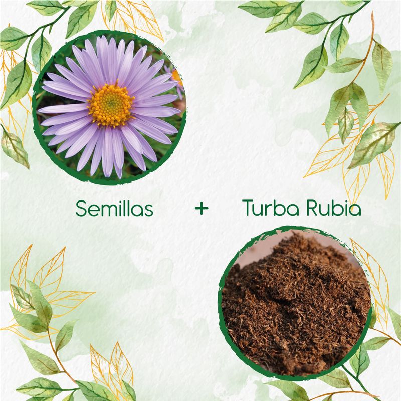 GENERICO - 120 Semillas De Flor Aster Alpinus + Turba De Germinación