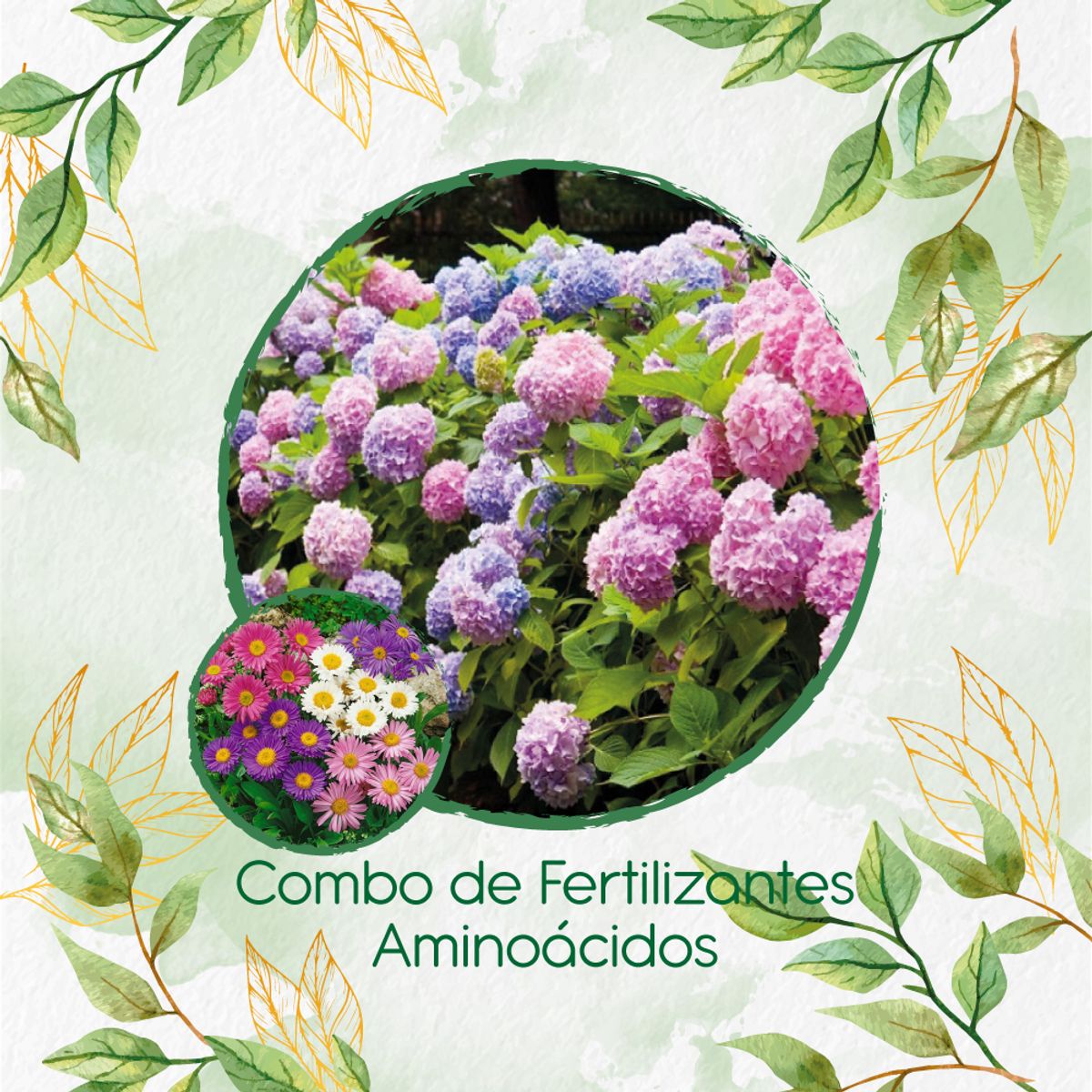 GENERICO - Combo De Fertilizantes Aminoácidos Para Flor Aster Arco iris