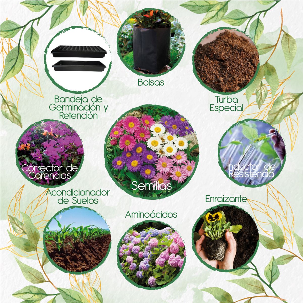 GENERICO - 520 Semillas De Flor Aster Arco Iris+ Kit De Siembra