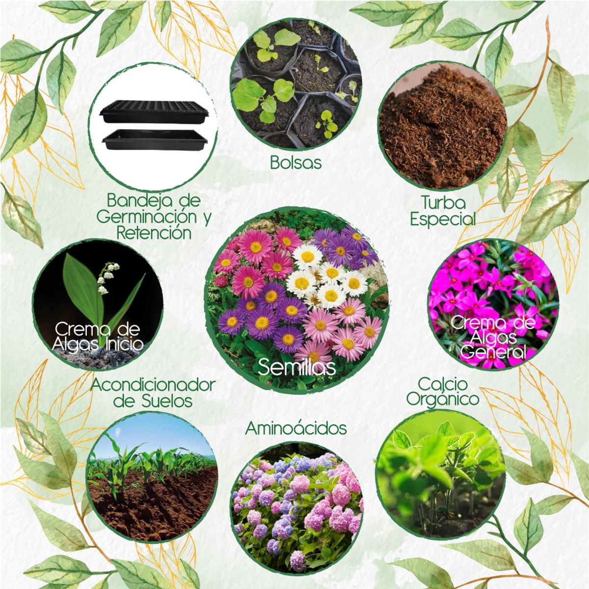 GENERICO - 260 Semillas De Flor Aster Arco Iris + Kit Orgánico