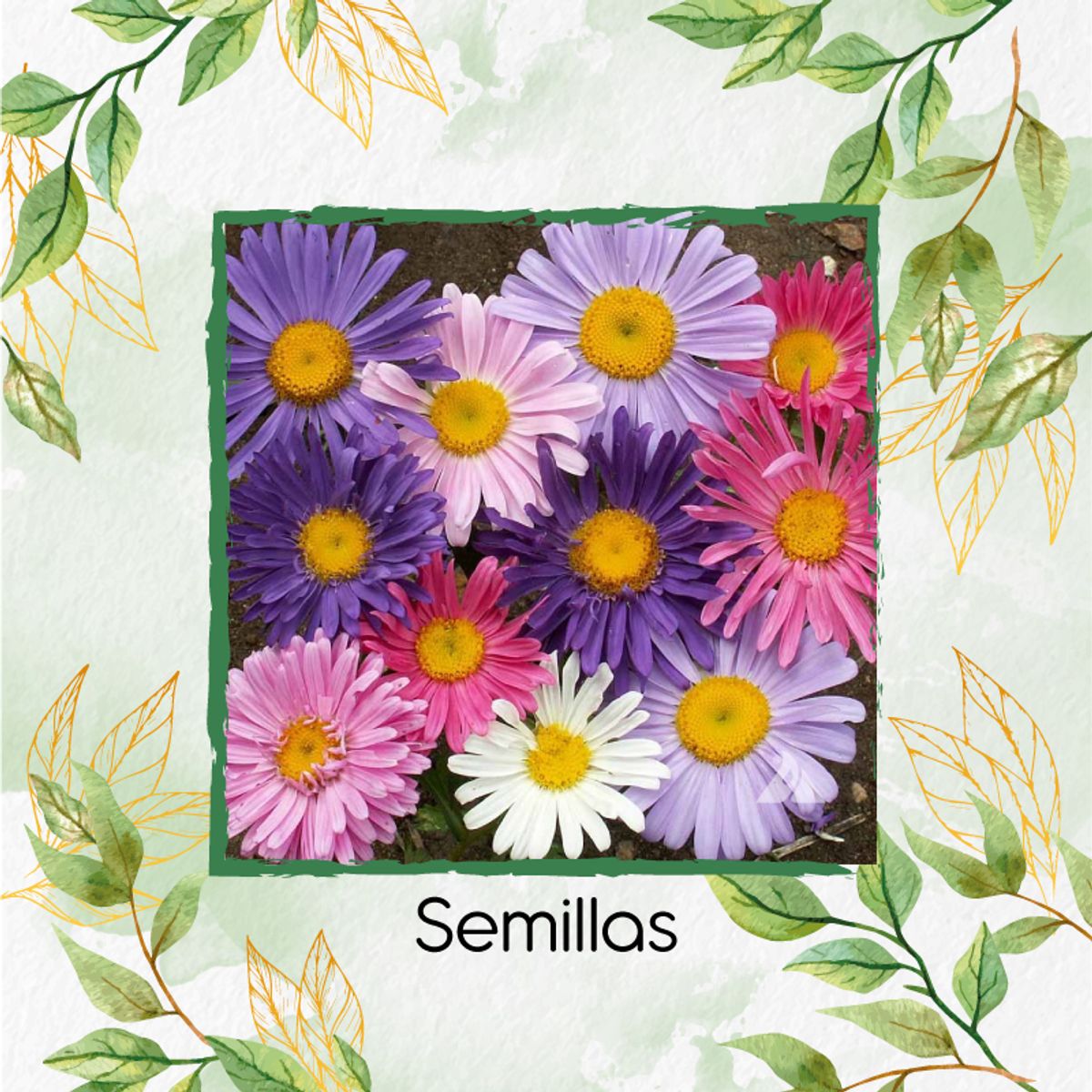 GENERICO - 260 Semillas De Flor Aster Arco Iris + Kit Orgánico