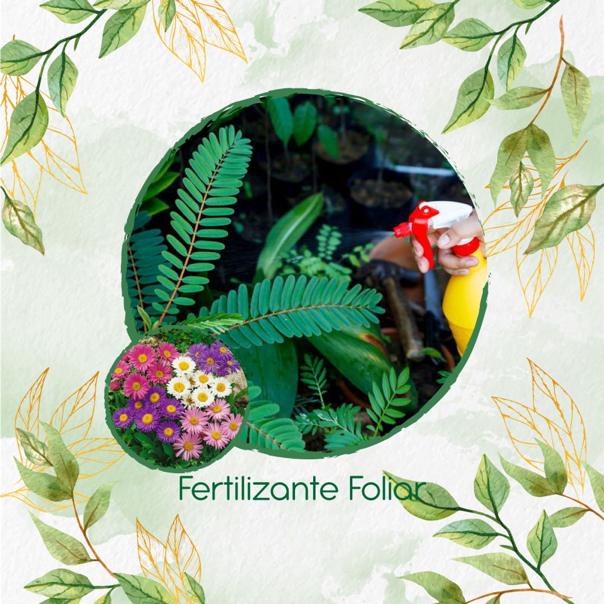 GENERICO - Fertilizante Generación De Brotes Para Flor Aster Arco Iris