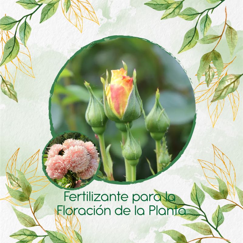 GENERICO - Fertilizante Para La Floración De Flor Aster Chino