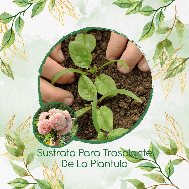 GENERICO - Sustrato Para Trasplante De Flor Aster Chino
