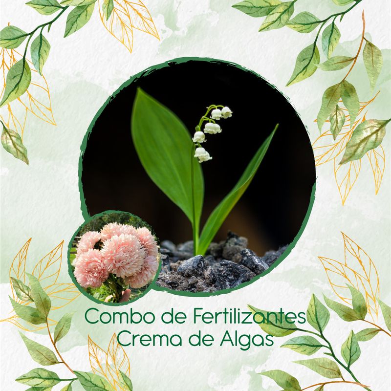 GENERICO - Combo De Fertilizantes Crema De Algas Para Flor Aster Chino