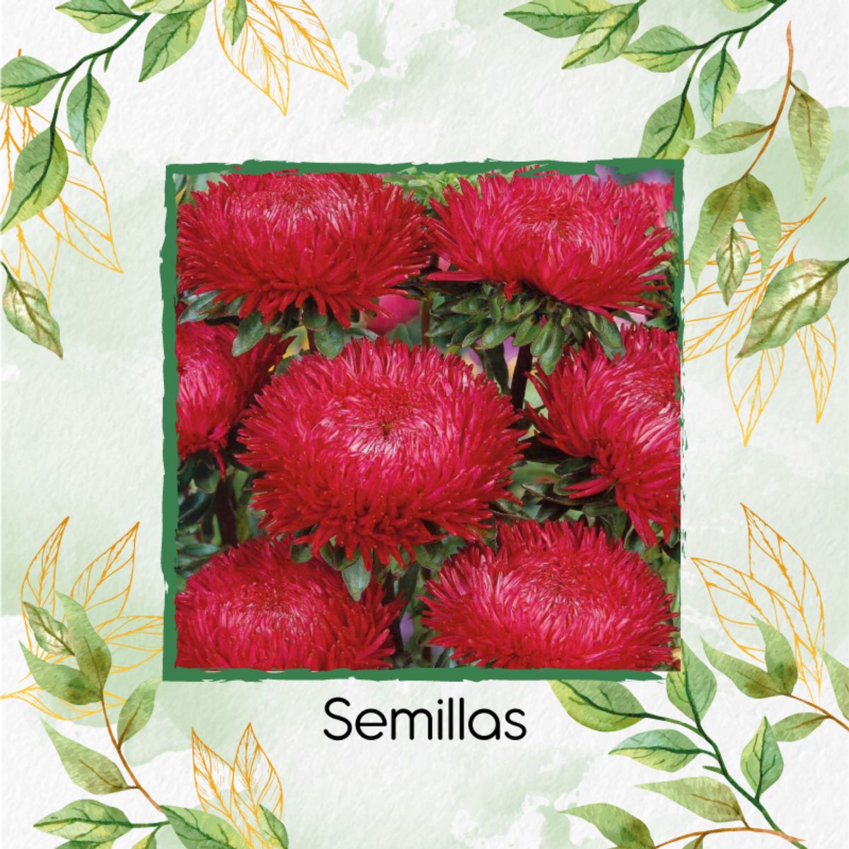GENERICO - 100 Semillas Orgánicas De Flor Aster Chino + Kit De Germinación