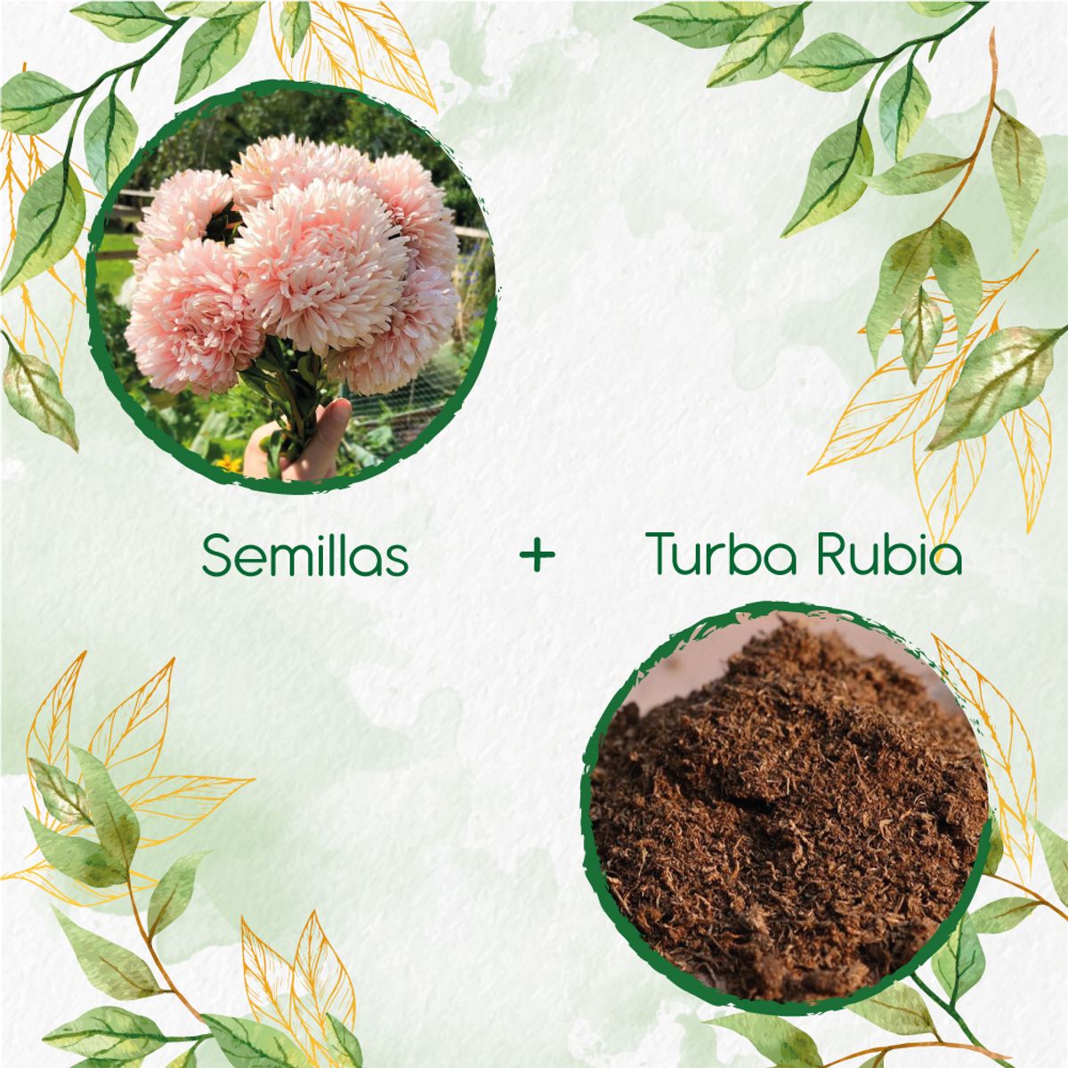 GENERICO - 200 Semillas De Flor Aster Chino + Turba De Germinación