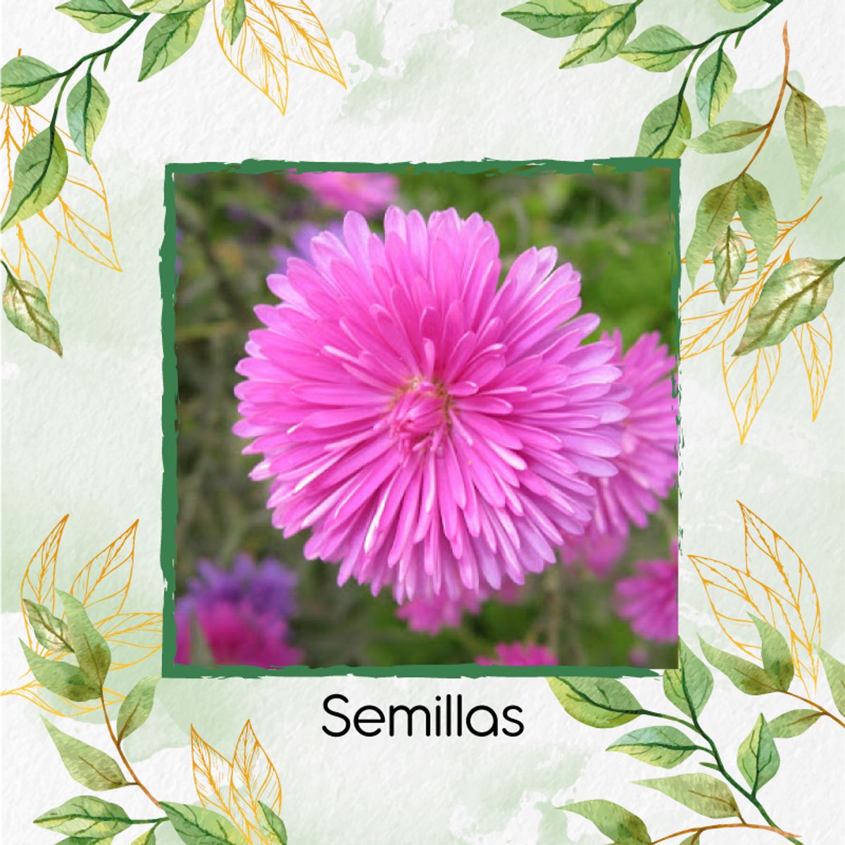 GENERICO - 200 Semillas De Flor Aster Chino + Turba De Germinación