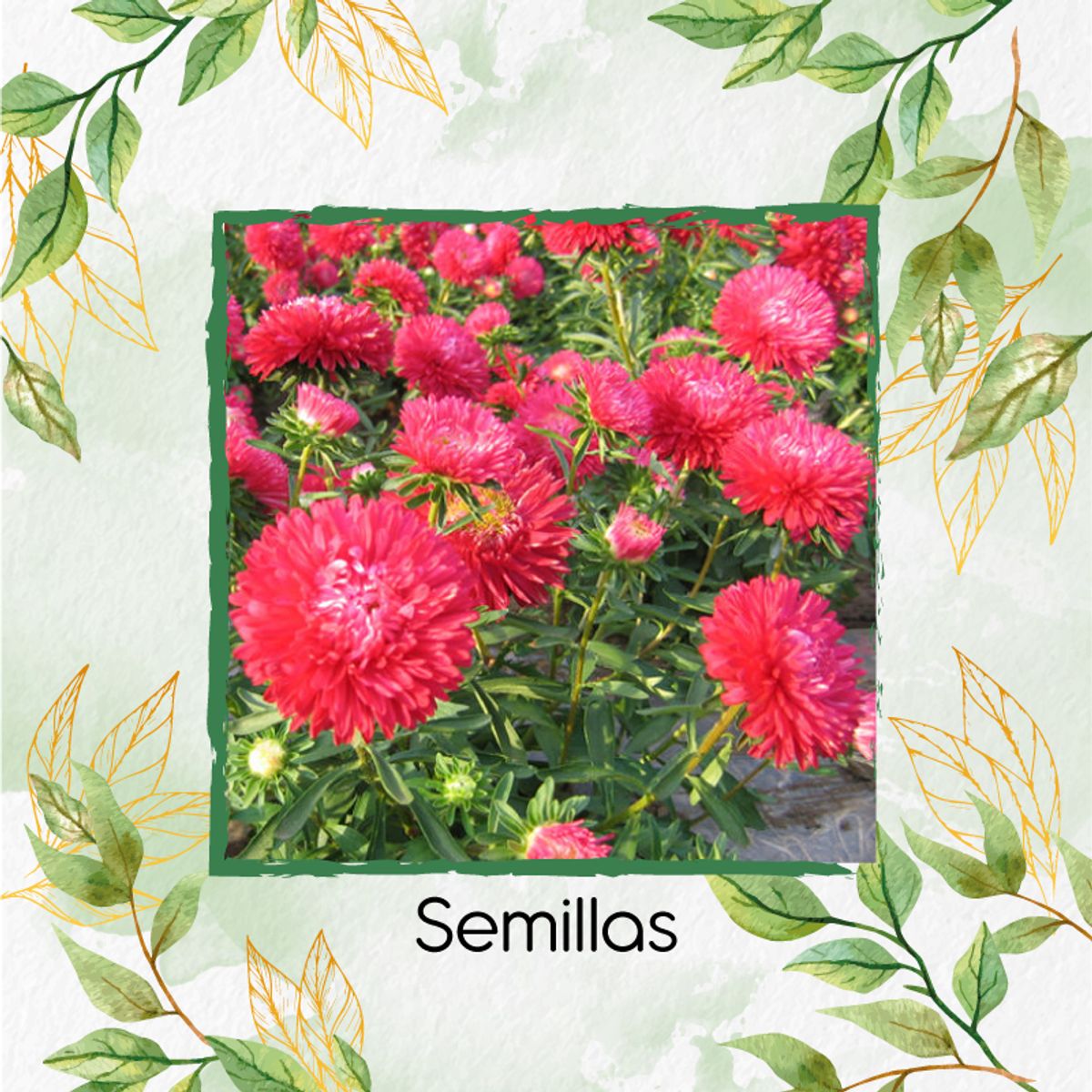 GENERICO - 200 Semillas De Flor Aster Chino + Kit De Germinación Especial