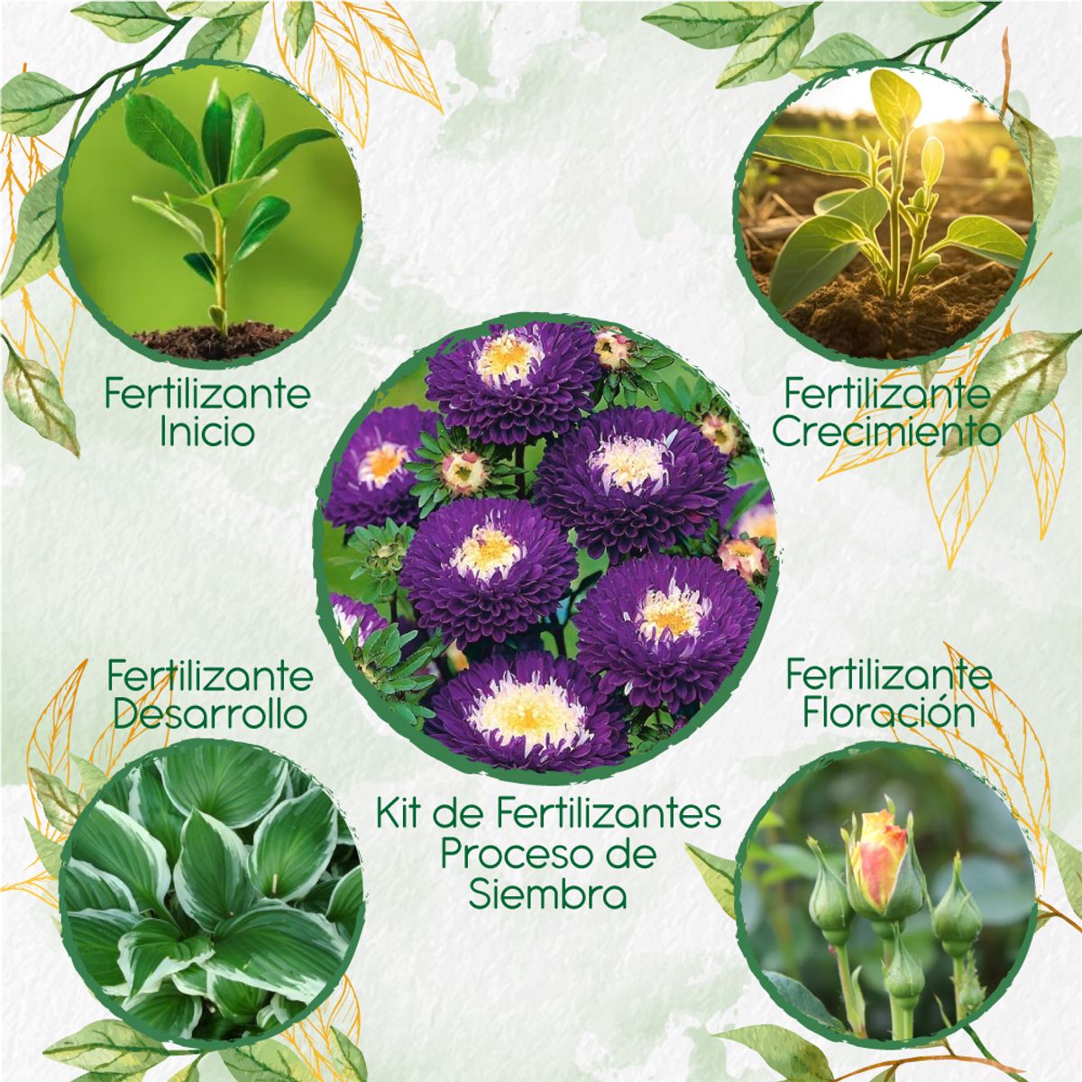 GENERICO - Kit De Fertilizantes Para La Siembra De Flor Aster Para Ramos