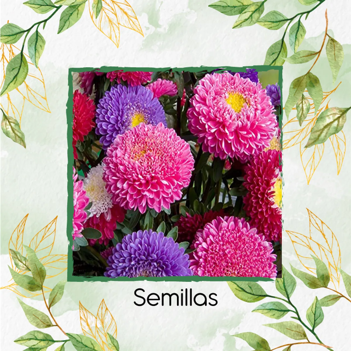 GENERICO - Kit De Fertilizantes Para La Siembra De Flor Aster Para Ramos
